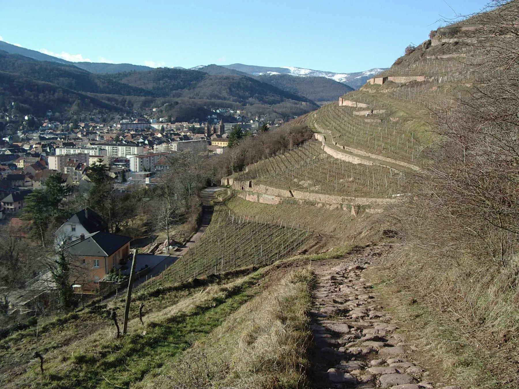 Vue sur Guebwiller (Alsace, France) depuis le vignoble.