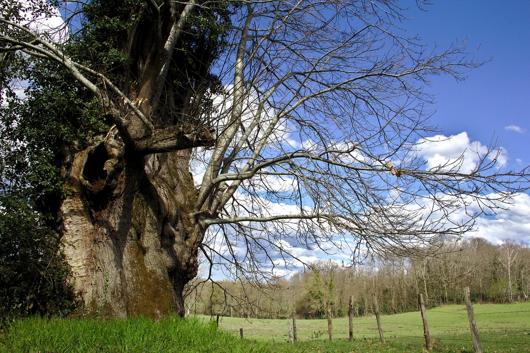 Arbre remarquable de plus de 500 ans, situé sur la commune de Saint-Sulpice-les-Feuilles