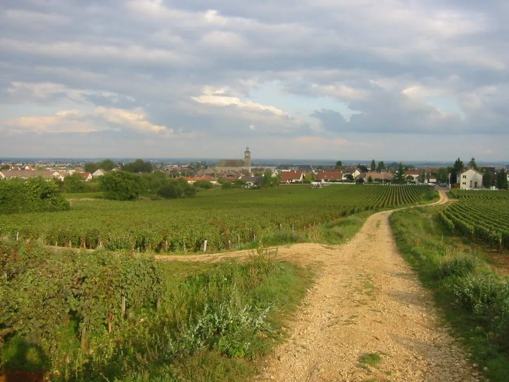 Chemin de vigne Marsannay la Cote Bourgogne