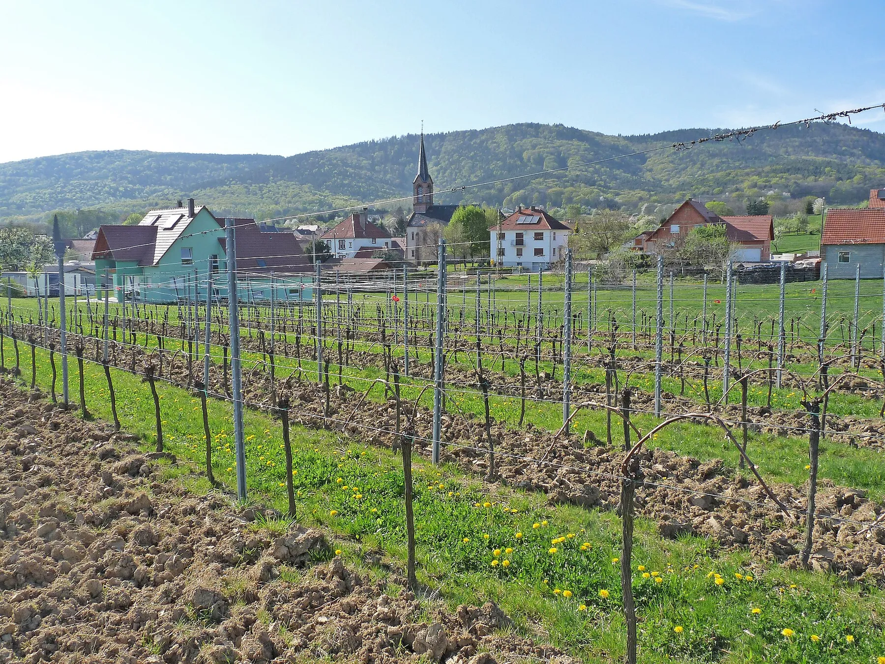 Vignoble de Cleebourg (Bas-Rhin) en avril