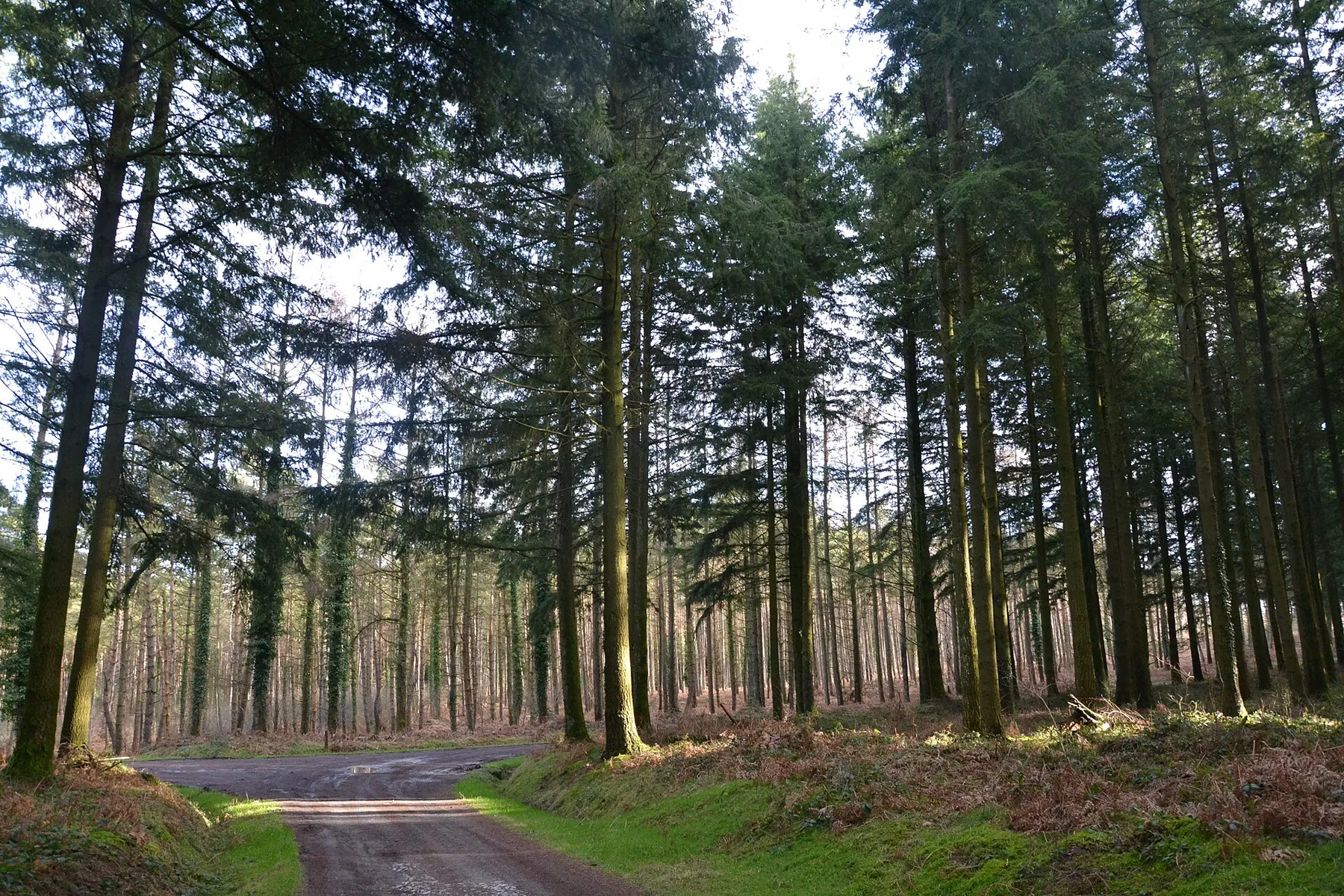 Forêt de conifères sur le Maupuy, dans les monts de Guéret.