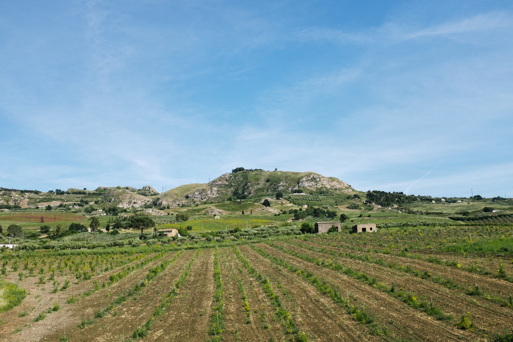 Vineyard rows and cypress on a gentle wine-country slope